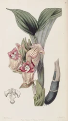 Acanthephippium javanicum (spelled Acanthophippium javanicum)